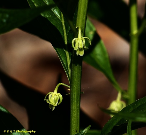 {Cubelium concolor}